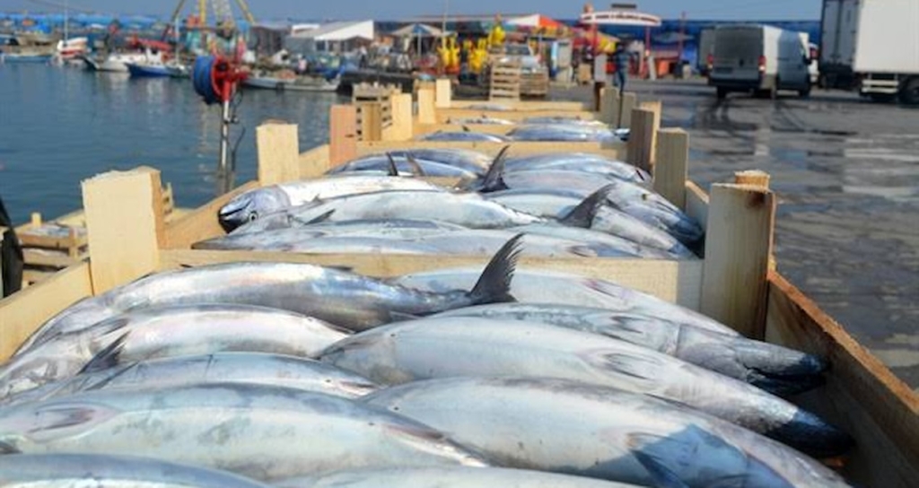 Tekirdağ'da Palamut Arzı Artarken Fiyatlar 100 İla 150 Lira Arasında Seyrediyor