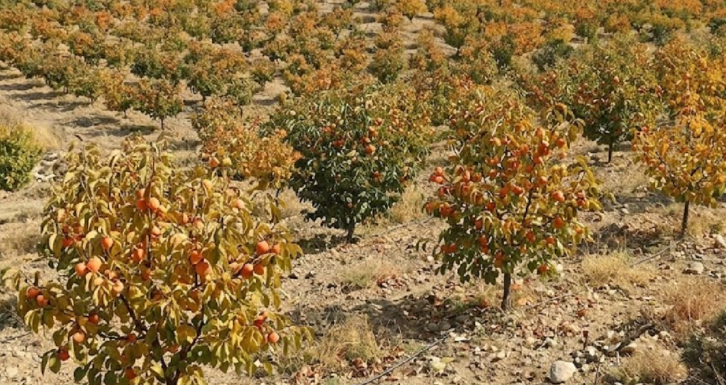 Türkiye Cennet Hurması Üretiminde Katma Değerli İhracat Ağıyla Küresel Pazara Açılıyor